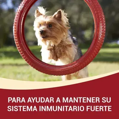 PURINA® ONE® Mini Perro Adulto húmedo Pollo y Buey en Salsa Beneficios