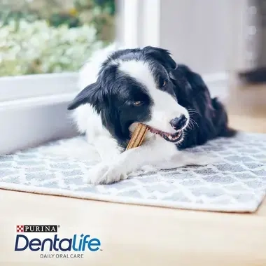 PURINA®  DENTALIFE® Medium Multipack sticks Consumo