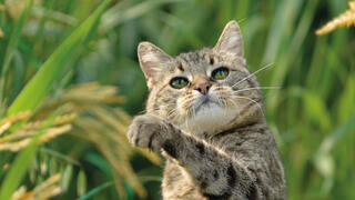 Todo sobre la dieta ecológica y orgánica para gatos