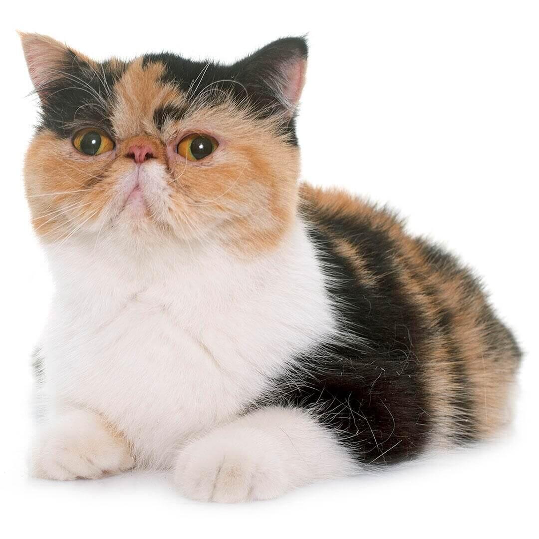 Exotic shorthair hot sale al