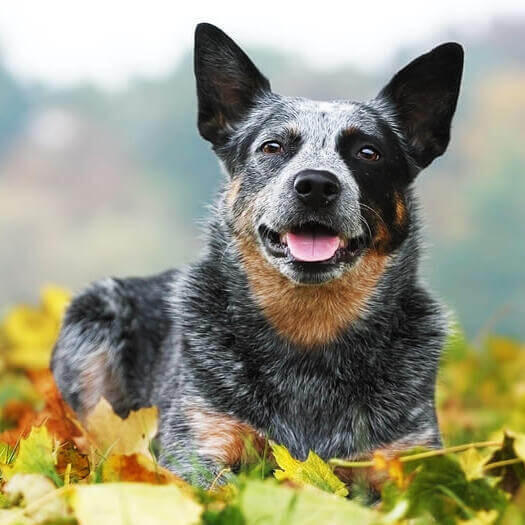 Pastor blue hot sale heeler