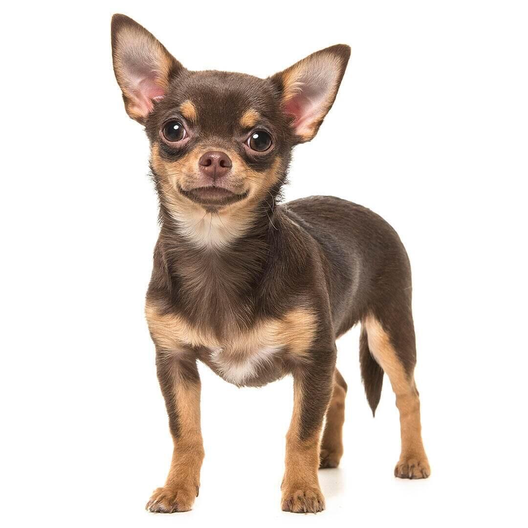 Informaci n sobre la raza Chihuahua de pelo suave Purina