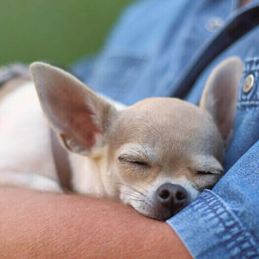 Informaci n sobre la raza Chihuahua de pelo suave Purina