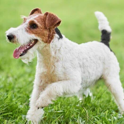 Wirehaired best sale terrier hypoallergenic