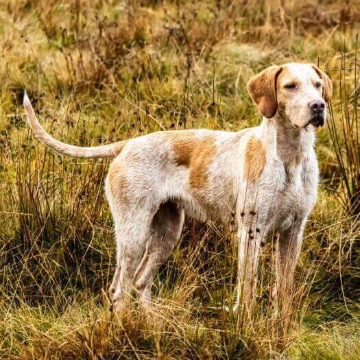 Raza foxhound hot sale