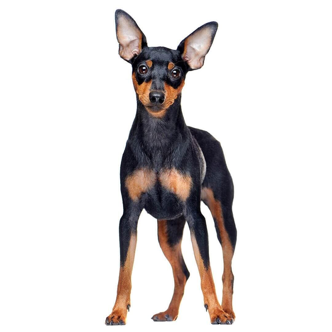 Informaci n sobre la raza de perro Pinscher miniatura Purina