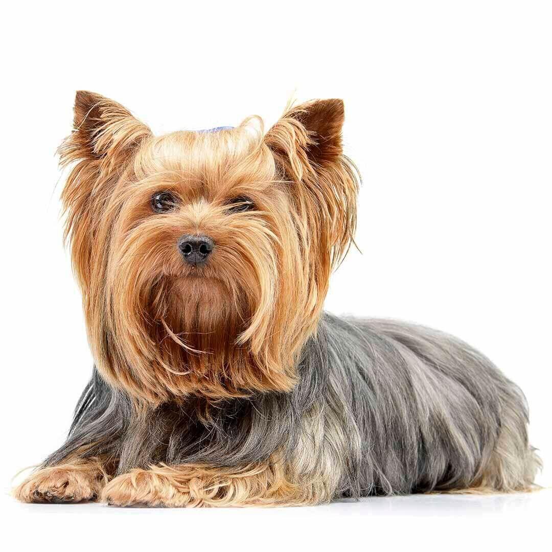 Yorkshire cheap terrier español