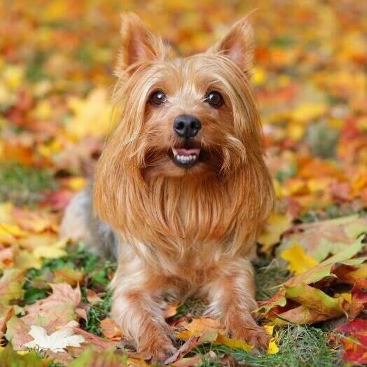 Perro australian best sale silky terrier