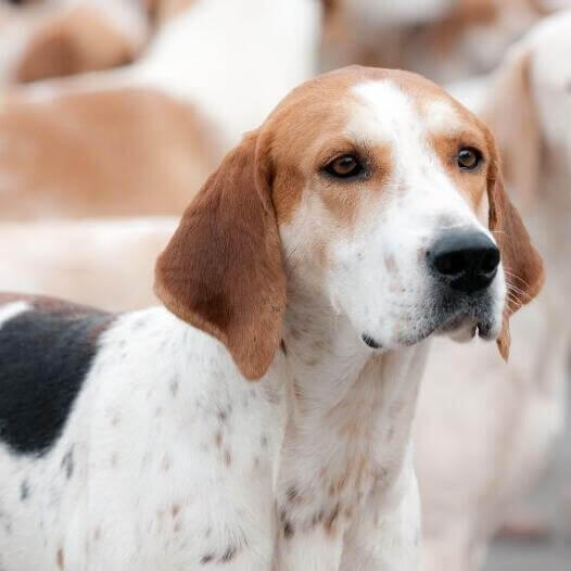 Raza foxhound hot sale