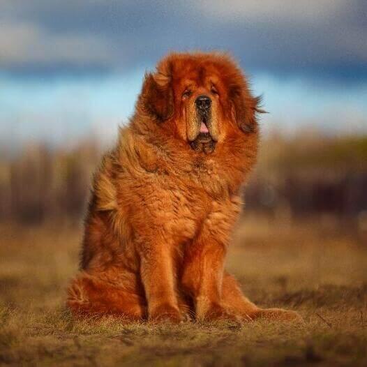 Perro tibetan hot sale mastiff