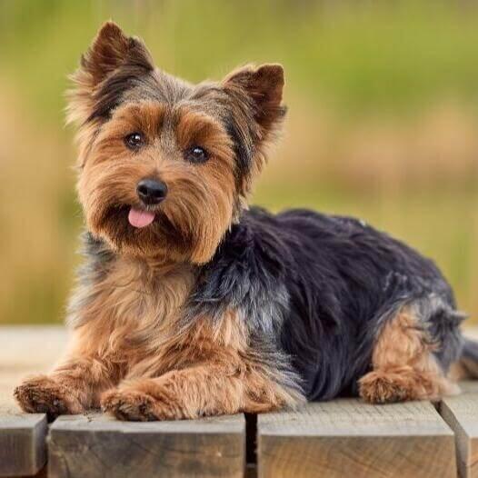 Yorkshire cheap terrier español