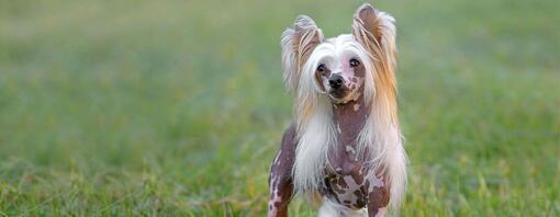 Perro Crestado Chino blanco y marrón corriendo a través de la hierba