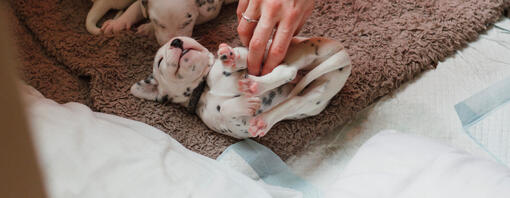 Mujer haciendo cosquillas en el vientre a cachorros Dálmatas