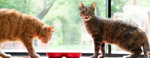 Gatos comiendo de unos cuencos