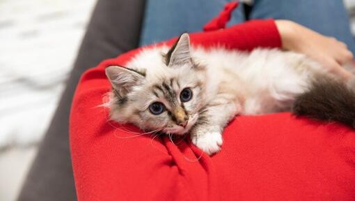 Gatito ligero esponjoso sentado en la tapa roja del propietario
