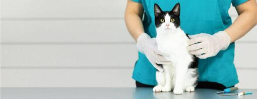 Gato de raqueta de nieve en la mesa del veterinario