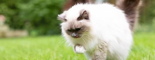 Gato con bola de pelo