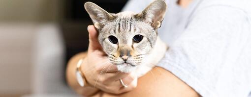 Gato de pelaje claro con ojos oscuros en brazos de su dueño