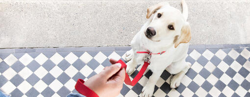 Perro sentado en la puerta con una correa roja