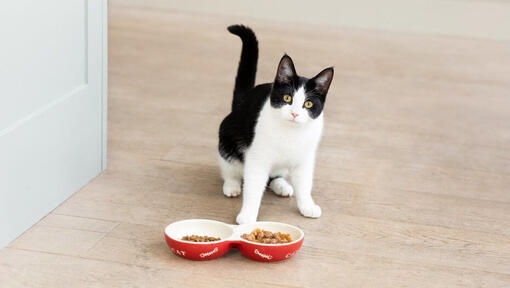 Gato blanco y negro con cuencos de comida para gatos