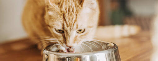 Gato de color naranja comiendo de un cuenco