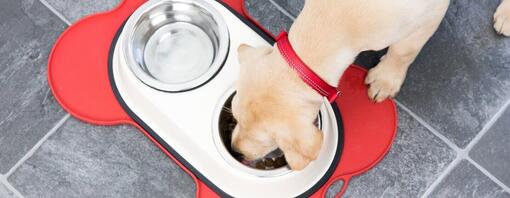 Perro comiendo de un bol