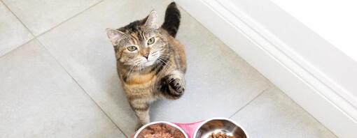 Menú con raciones de comida para gatos
