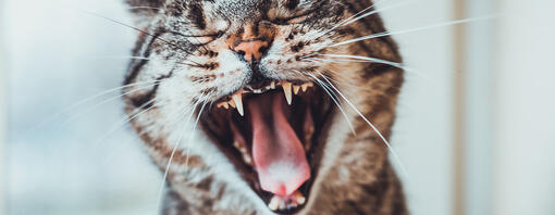 Dientes de gato