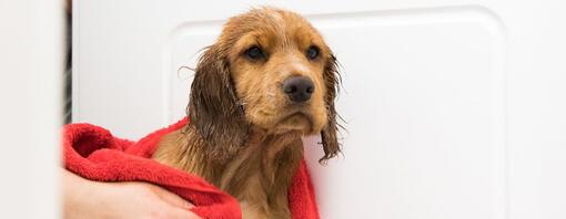 Cachorro mojado que se seca con una toalla roja