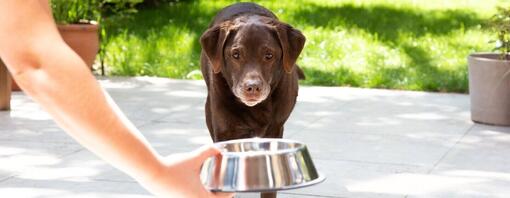 Labrador senior con un cuenco