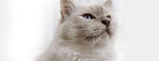 Gato esponjoso gris con ojos azul claro