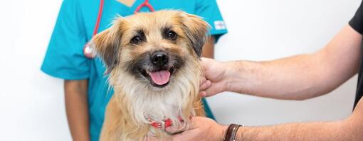 Perro de color marrón claro con la lengua fuera sentado en la mesa del veterinario