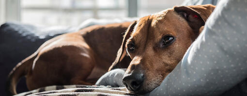 Perro relajado en la cama