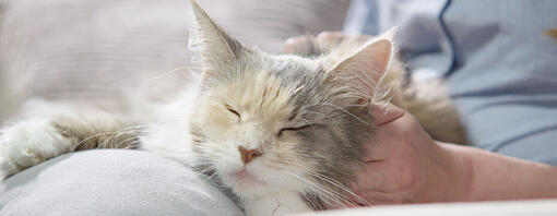 Gato descansando en el regazo de su dueño