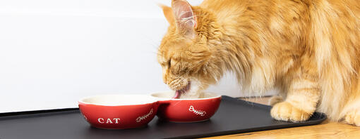 Gato comiendo de un cuenco rojo