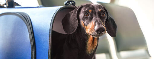 Perro Salchicha dentro de un transportín en un avión