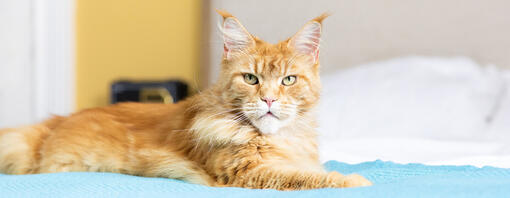 Gato de color naranja en la cama