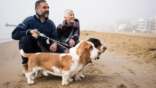 Perros Basset Hound con los dueños en la playa