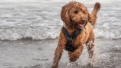 Perro cockapoo corriendo cerca del mar