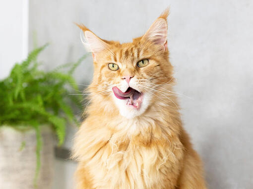 Gato atigrado lamiéndose los labios