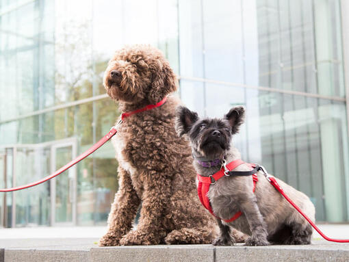 Pets at Work Alliance