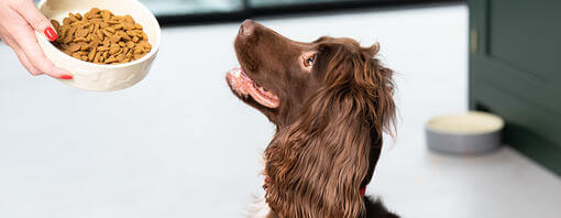 Spaniel mirando hacia arriba en el plato de comida para perros