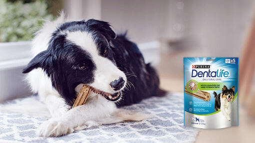 Raza de perro Collie comiendo un snack dental de Dentalife con el paquete