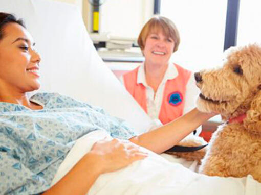 Perro en el hospital con una mujer​