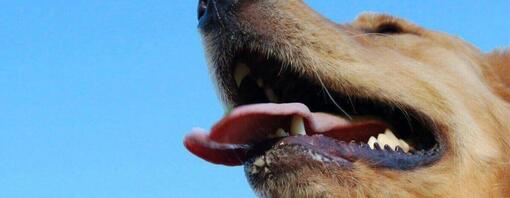 ¿ESTÁN SANOS LOS DIENTES DE TU PERRO?