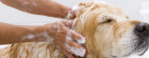 bañar a un perro