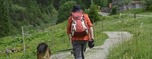 Hacer el Camino de Santiago con perro 