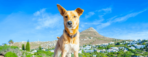 Guía de verano para perros