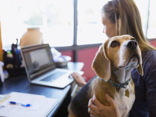 Raza de perro Beagle sentado en el regazo del propietario mientras trabaja