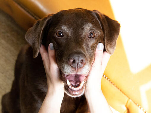 Perro anciano en manos de los dueños